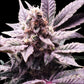 Slurrycake F3