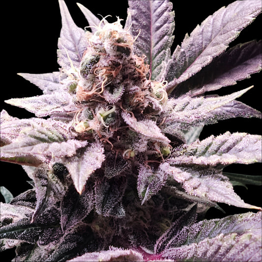 Slurrycake F3